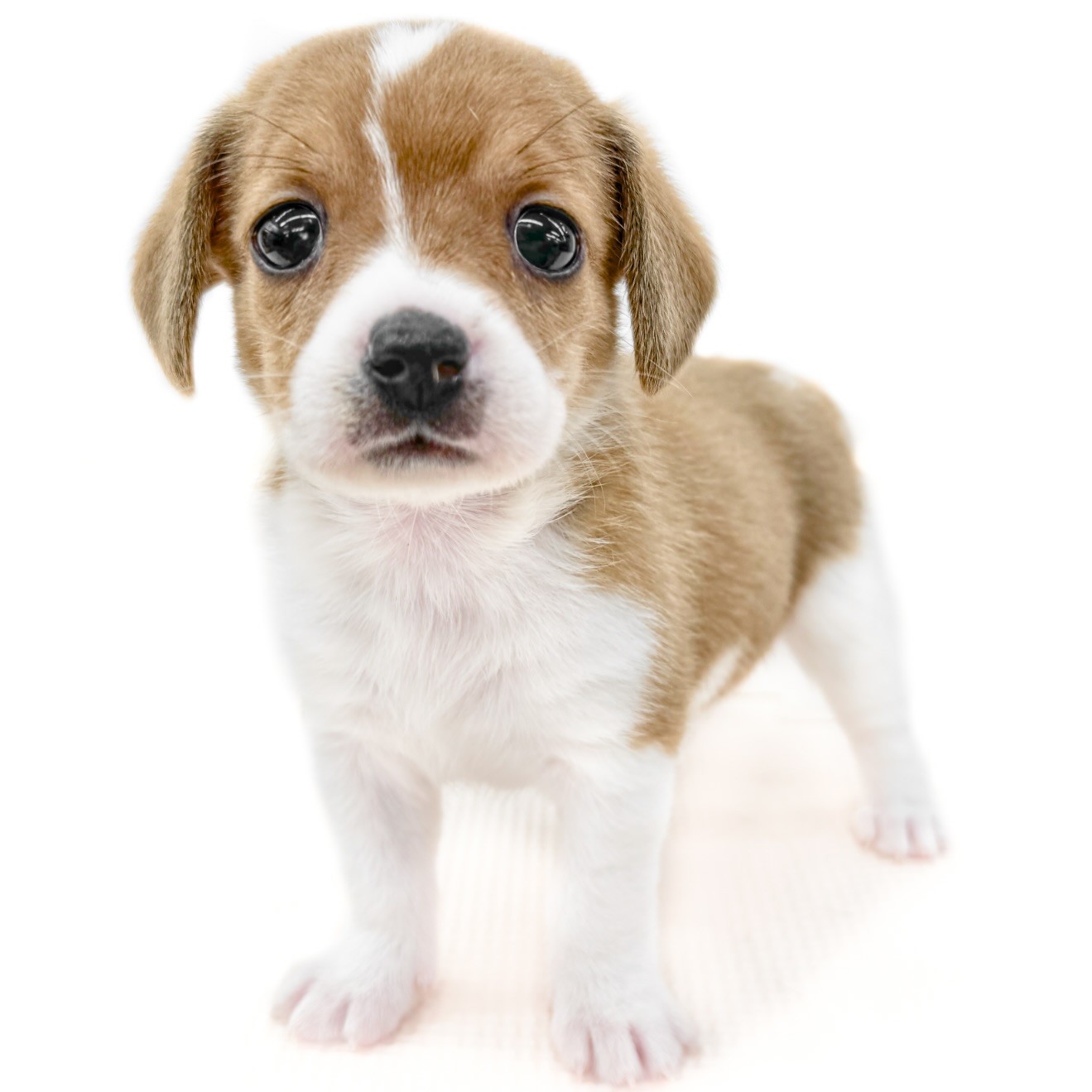ビーグル犬 Amazon.co.jp: Ebros 愛らしいティーカップ ビーグル 犬像 高さ