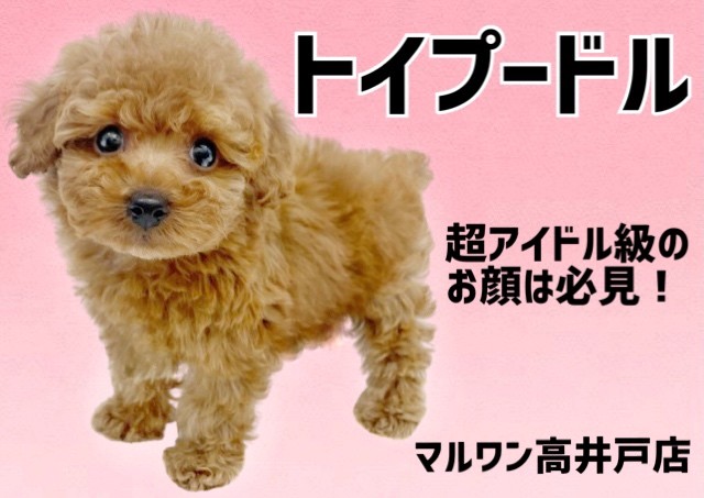 トイプードル 】超アイドル級のお顔を持った小さめプリンセス登場