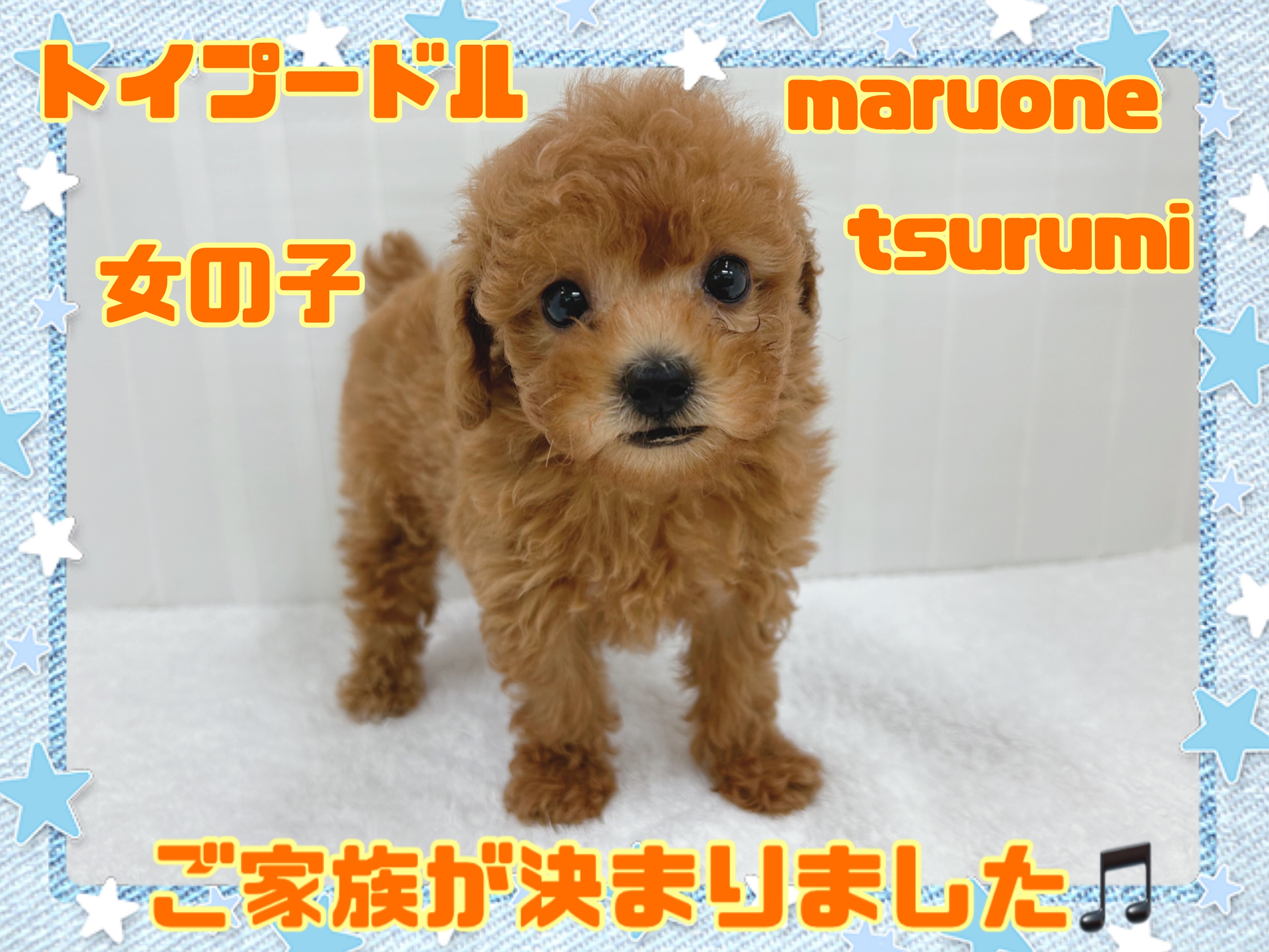 トイプードル】ご家族が決まりました！！ | マルワンBLOG | ペットショップ マルワン 小さめ子犬 美形な子猫 初心者安心のサポート