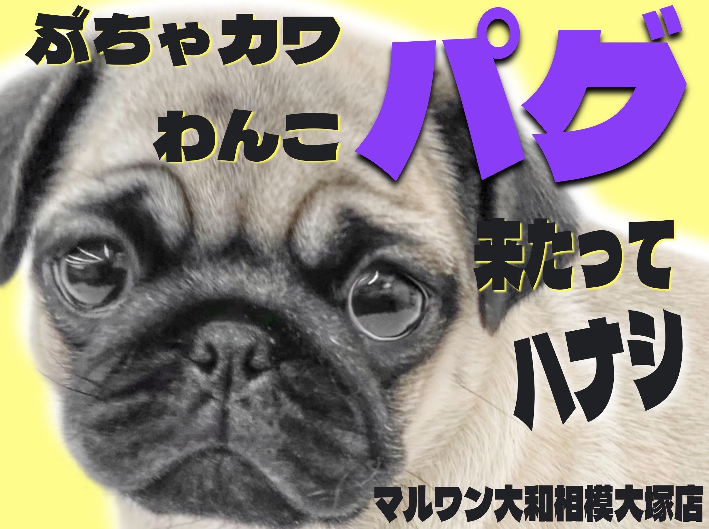 パグ 】ついに、コミカル担当がやって来た！気づいたらきっとあなたも  