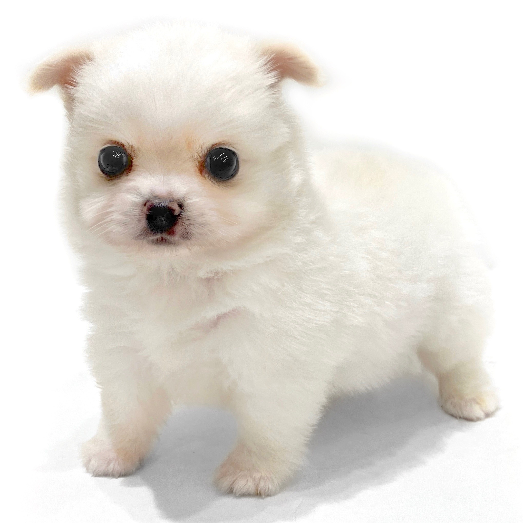 ご予約受付ページ　犬パネル　ポメラニアン　パグ　マルチーズ　チワワ　パピヨン MIX（ポメラニアン×チワワ） | ペットショップ マルワン 小さめ子犬