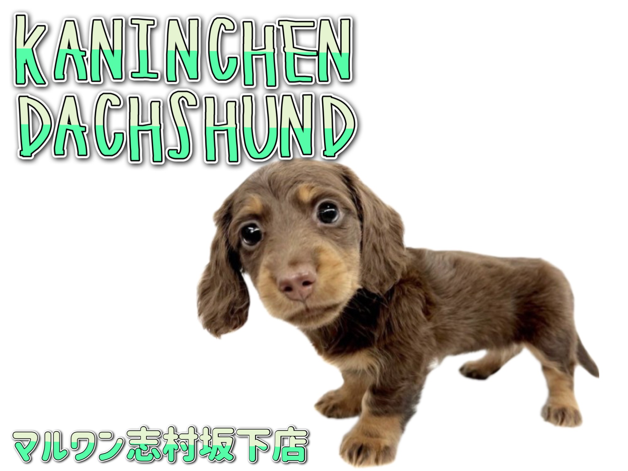 枚数限定レアパネル生地 犬(ダックス・パグ・シーズ)✨春の 枚数限定レアパネル生地 犬(ダックス・パグ・シーズ)✨春の