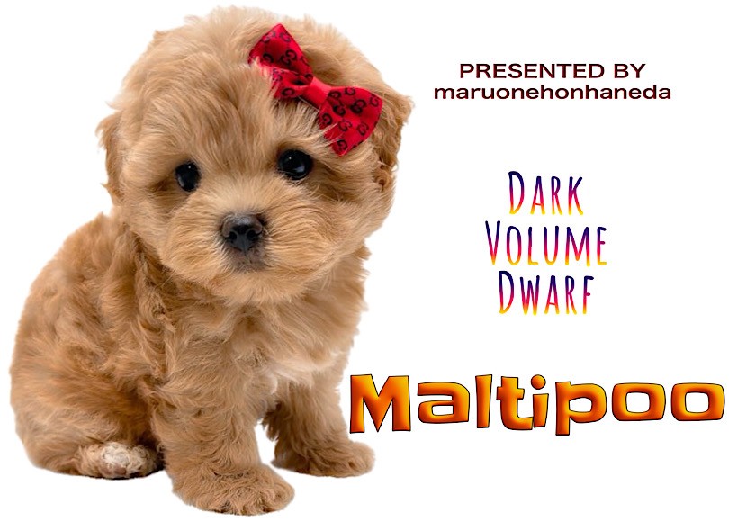 もふもふ小さめマルプーちゃん MIX犬 】小さめドワーフタイプの