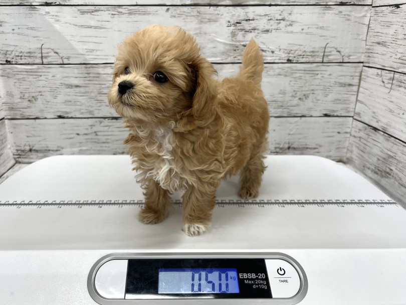 生後68日現在の体重は500g！ | MIX犬 マルプー （09-124） - 板橋 志村坂下店