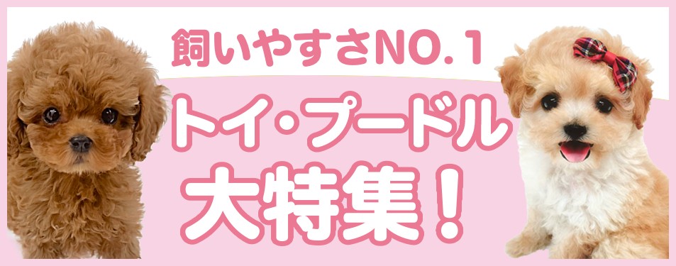 トイプードル特集 】6/6現在在店中の不動の人気を誇るトイプードル
