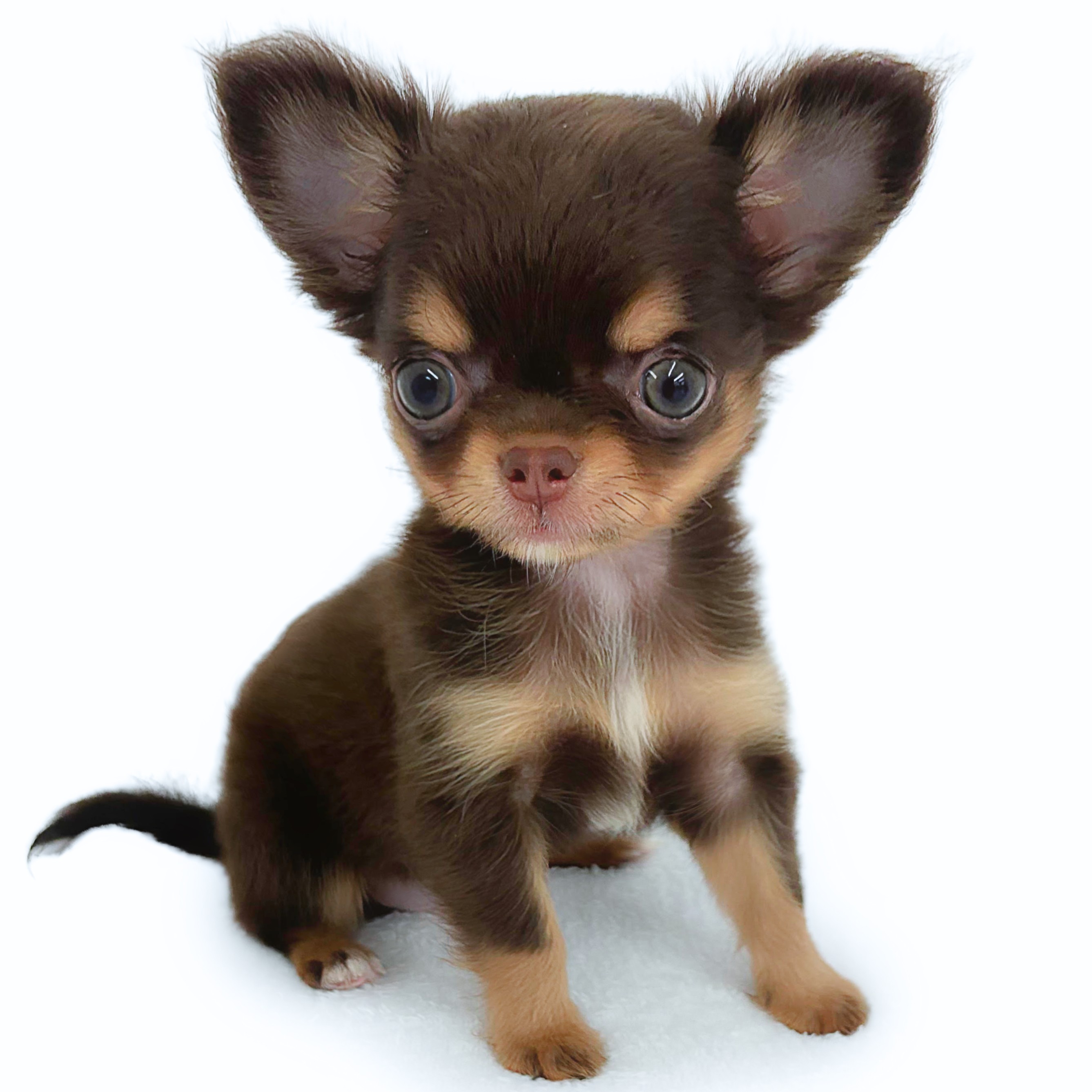 チワワ | ペットショップ マルワン 小さめ子犬 美形な子猫