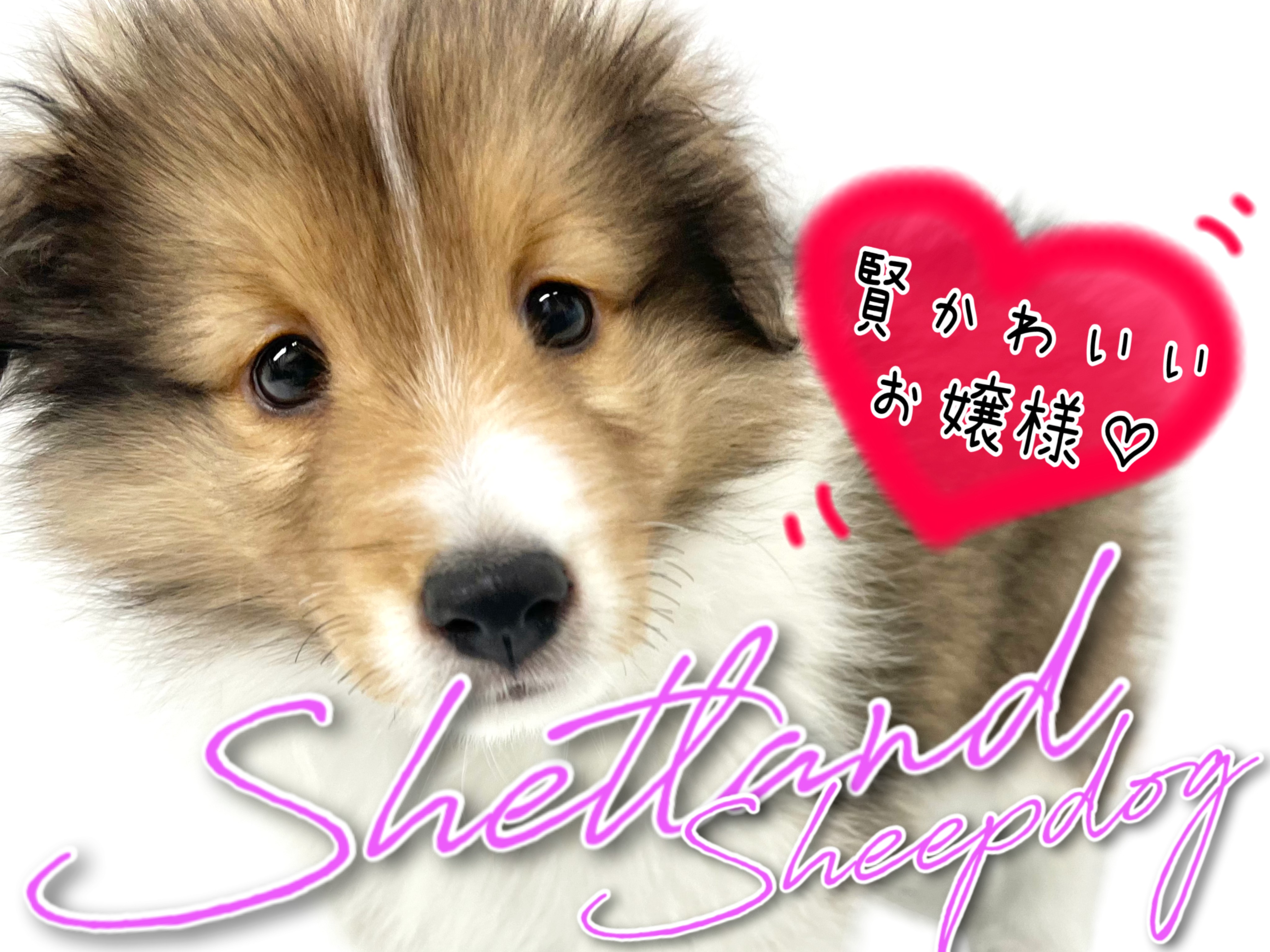 シェットランドシープドッグ 】シェルティの愛称で知られる賢可愛い