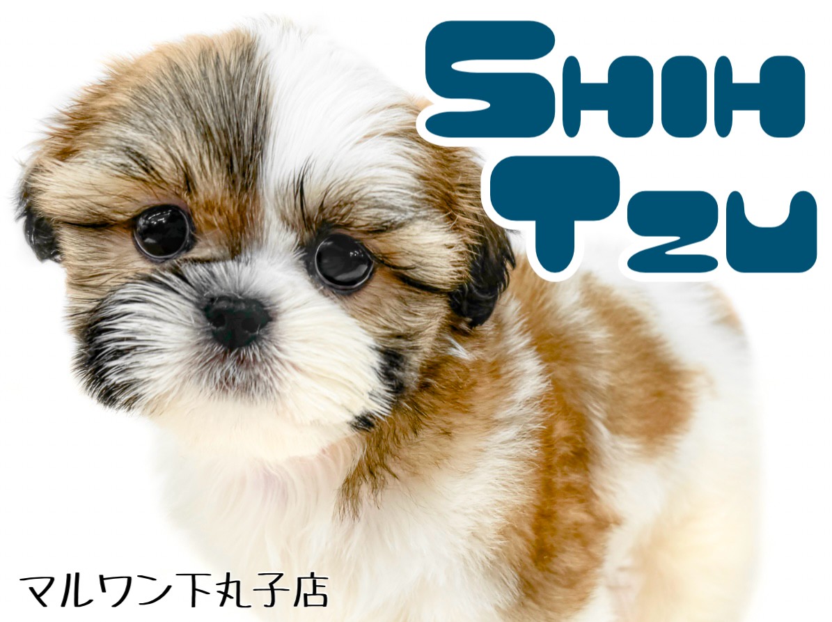 シーズー 】飼いやすい犬種ナンバーワン？！愛されルックスの癒し系わんこ！ | マルワンBLOG | ペットショップ マルワン 小さめ子犬 美形な子猫  初心者安心のサポート