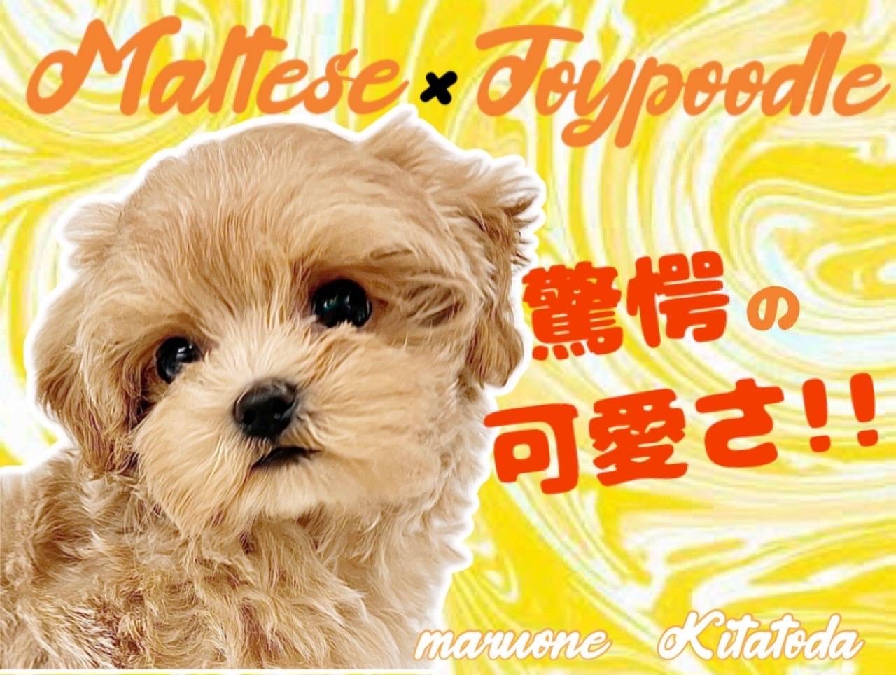 MIX 】驚愕の可愛さを持つプリンセス！スペシャルMIXマルプー登場 