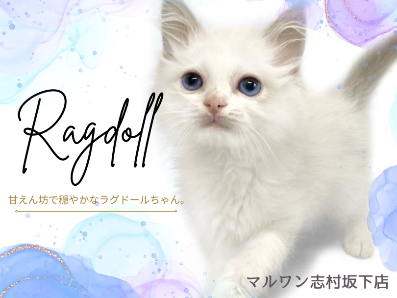 ラグドール】幸せを運ぶ青い瞳のお姫様。穏やかで優しい性格のラグ