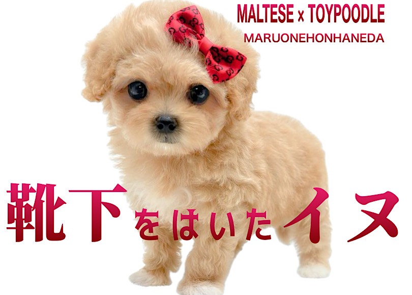 マルプー 】賢く育てやすい！白ソックスが可愛いベビーフェイスの