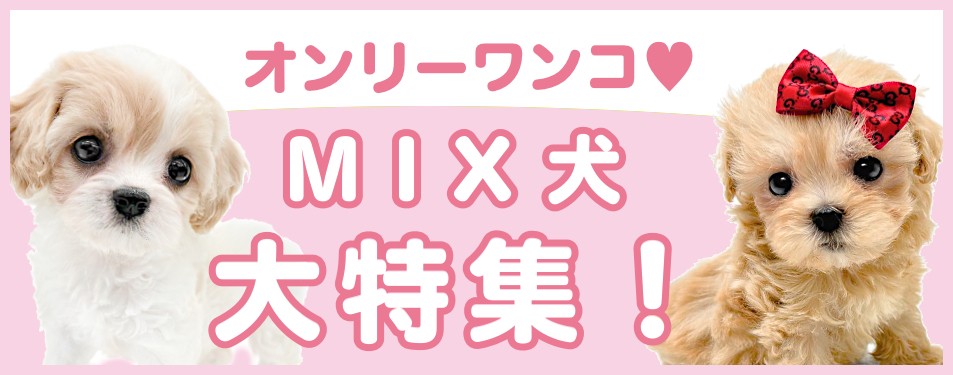 【RIBONページ】ワンちゃんズ大集合☆ プレミアムチワワ 】パパはJKCチャンピオン！クリームカラーの
