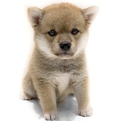 超小型犬用ハーネス｜ASHU ウェアハーネス SSサイズ