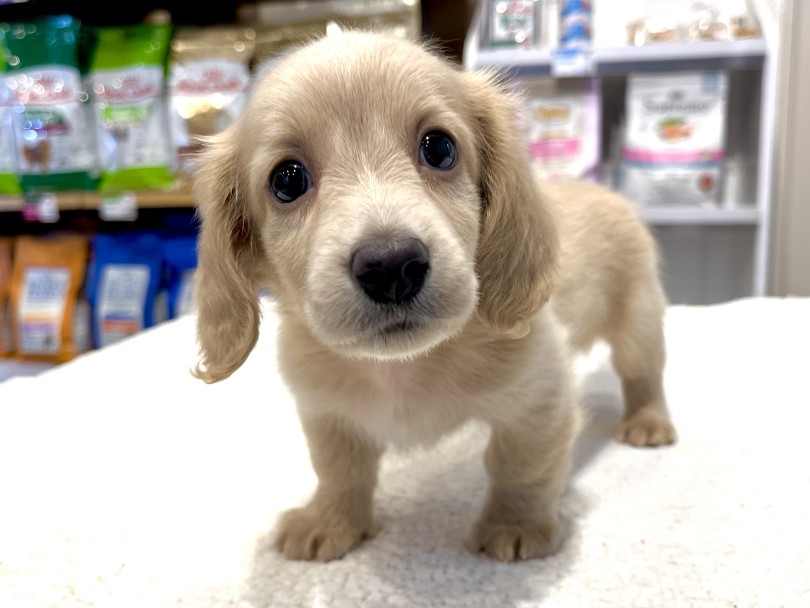 少し困った表情がかわいい！ | カニンヘンダックスフント （02-80） - 横浜 白楽店