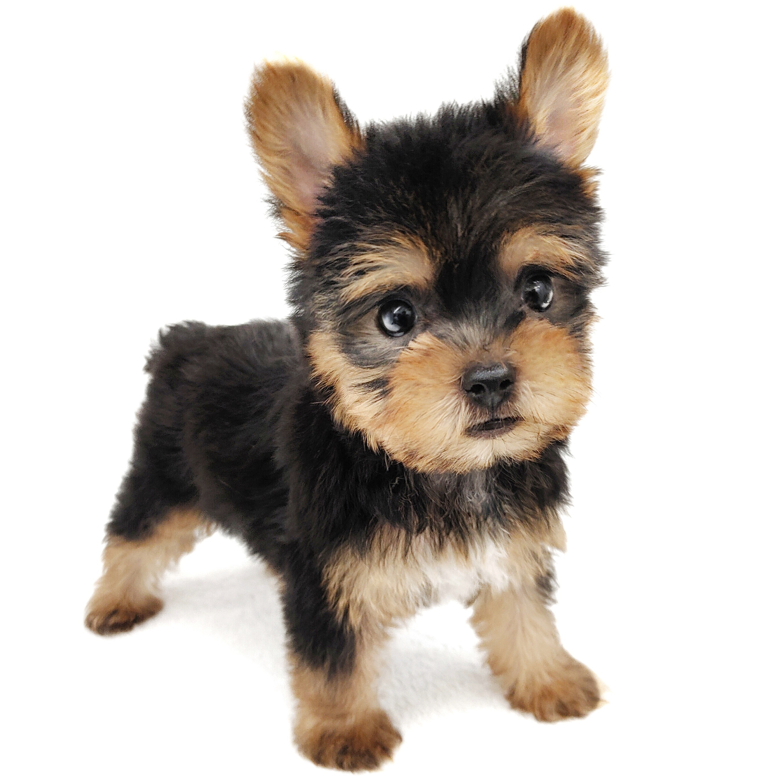 ヨークシャーテリア　額付プリント　アメリカン　シリアルナンバー付き ヨークシャーテリア額付プリントアメリカンシリアルナンバー付き