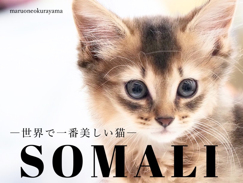 【 ソマリ 】まるでワンコ？超絶甘えん坊な世界一美しいソマリ！