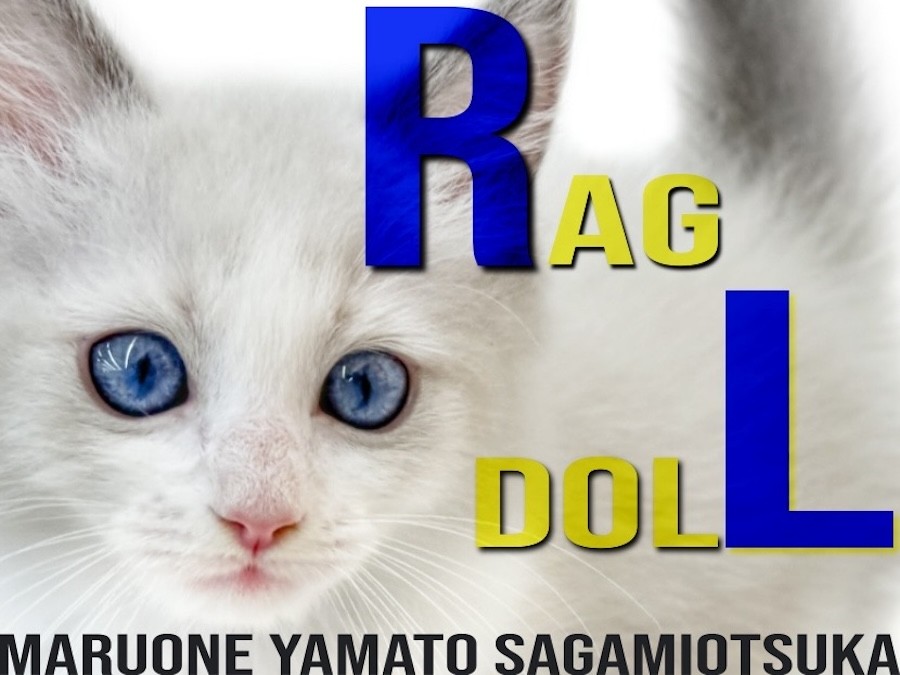 ラグドール 】クールなルックスと遊び好きで甘えん坊な性格のギャップ