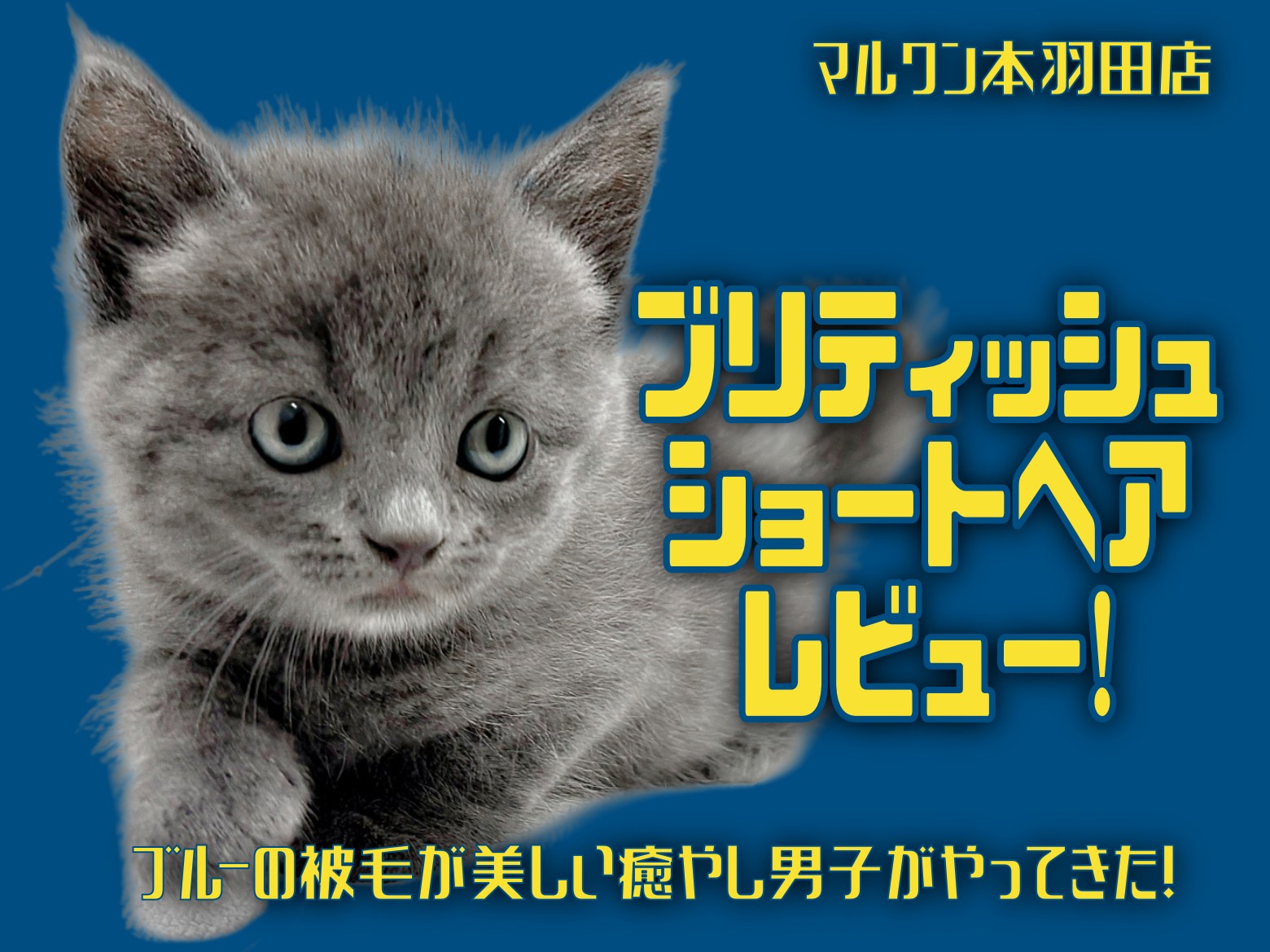 ブリティッシュショートヘア 】ブルーの被毛が美しい癒やし男子が