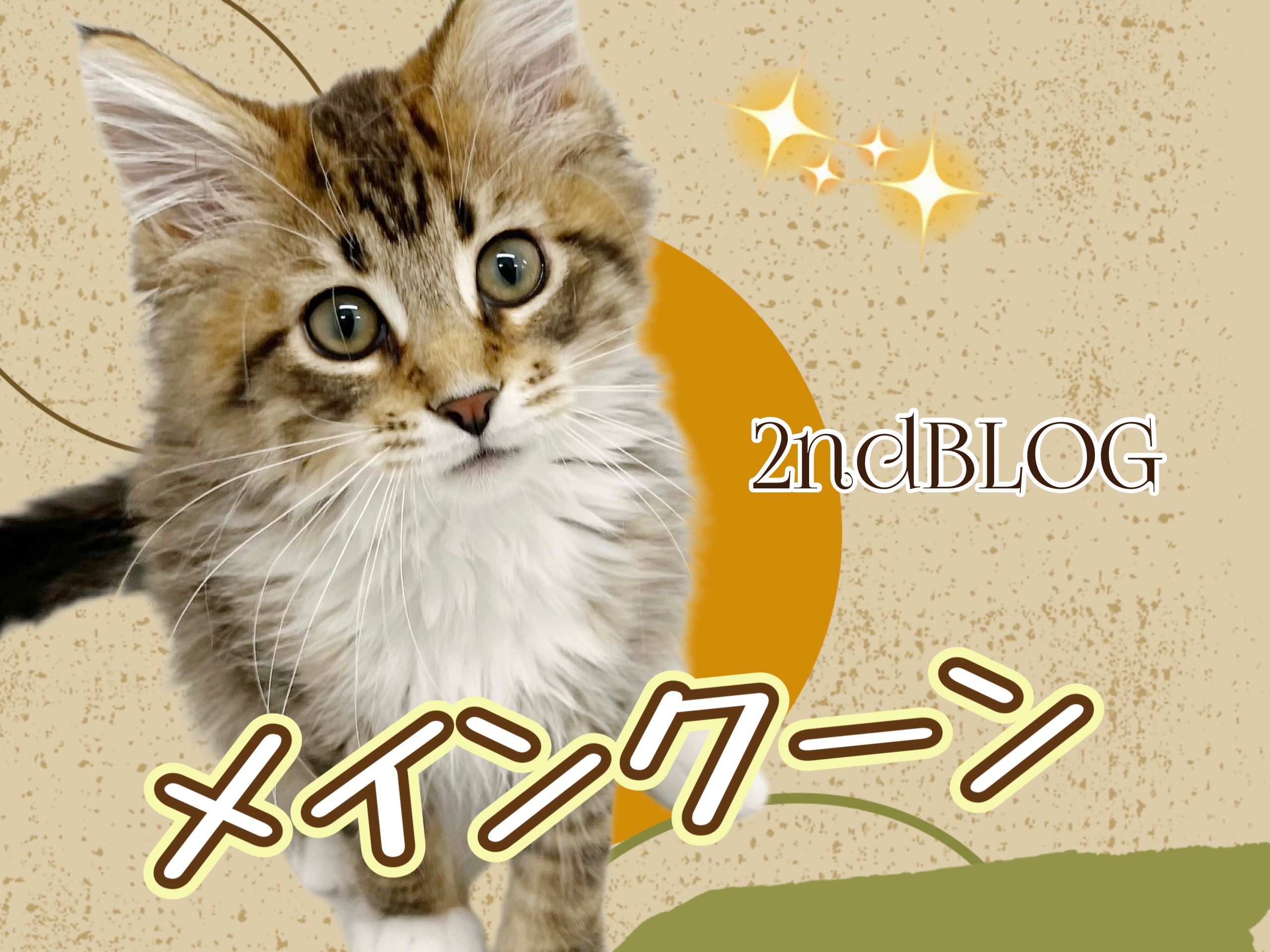 メインクーン 】生後4ヶ月を迎え美しさに拍車が掛かるイケメン猫ちゃん