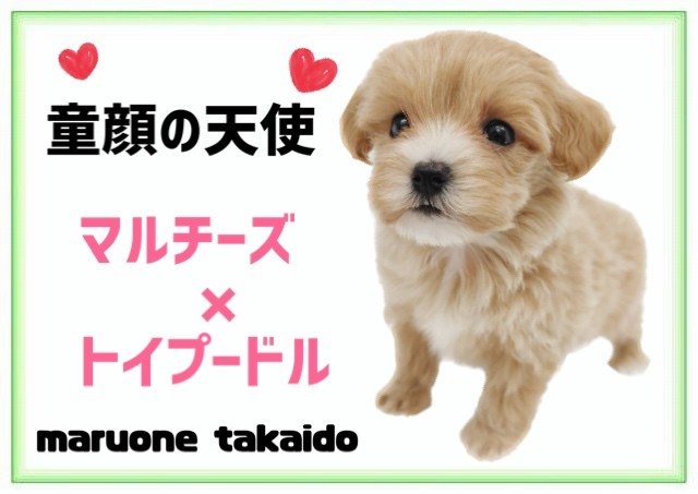 もふもふ小さめマルプーちゃん a364931d0e611f1f2aa975e7506744