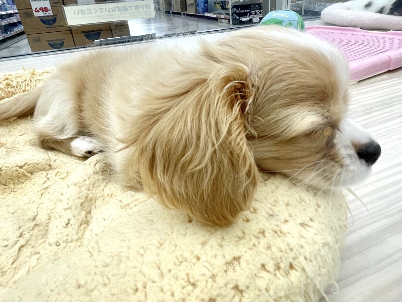 満足そうな寝顔が可愛らしい | MIX犬 チワキャバ （05-105） - 本羽田店