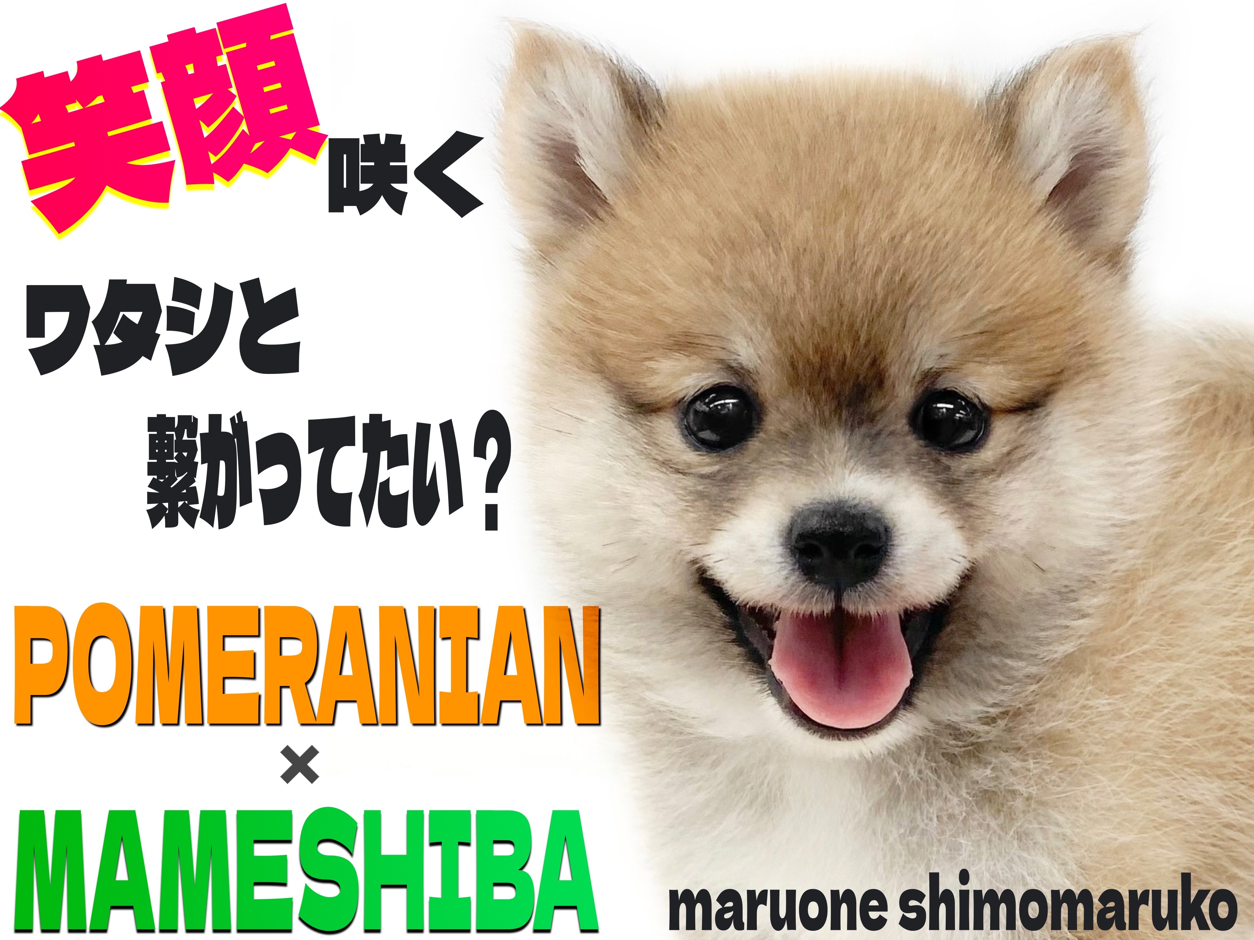 MIX 】両親はポメラニアンと豆柴！笑顔が咲き誇る可愛すぎるレア犬種