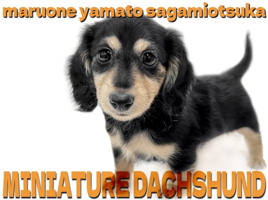 de26ee48ba09128b387a56336da423  