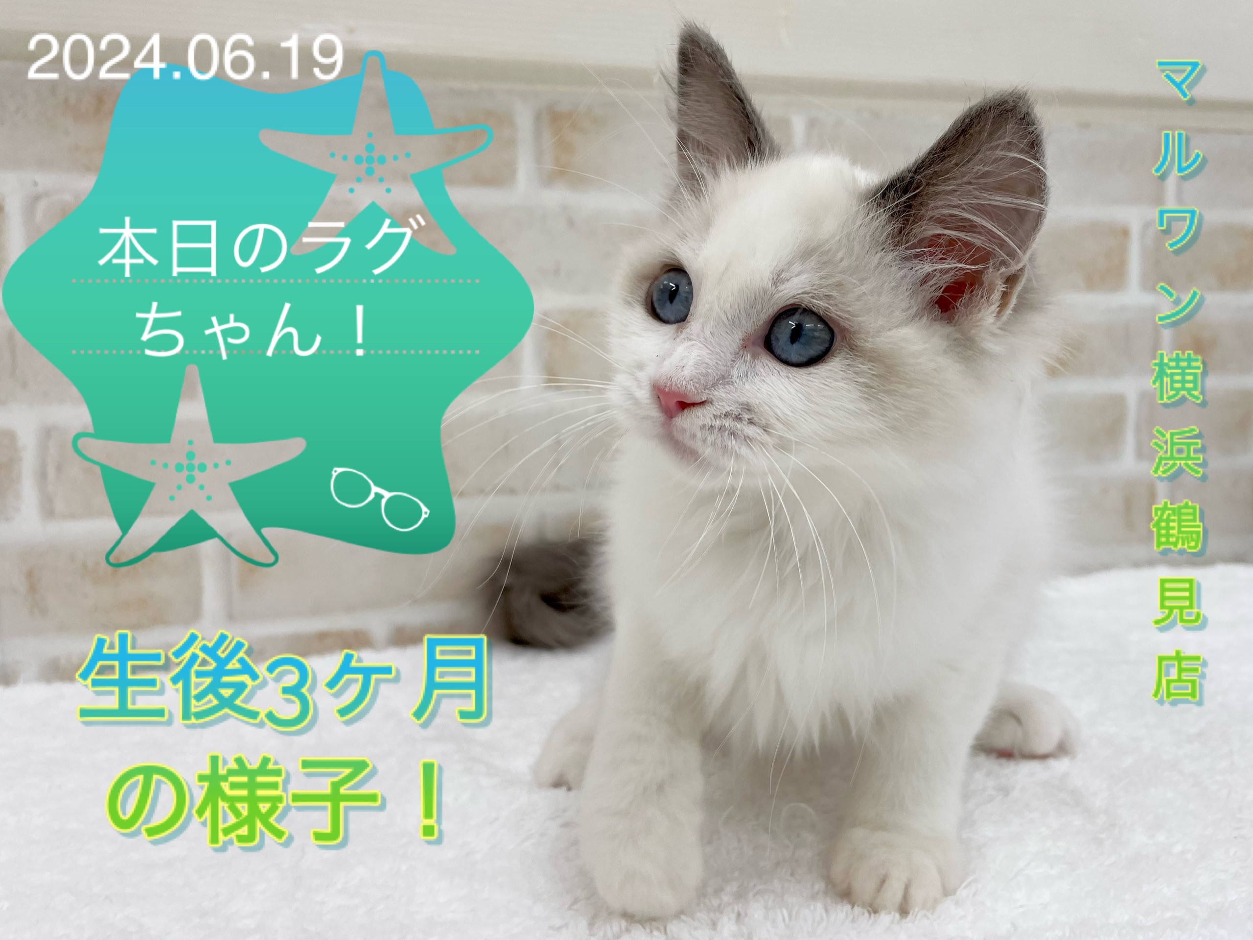 ラグドール 】本日のラグちゃん！生後3ヶ月の様子！ | マルワンBLOG