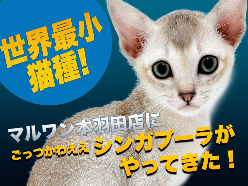 【 シンガプーラ 】世界最小猫種！小さな妖精シンガプーラちゃんがマルワン本羽田に登場！