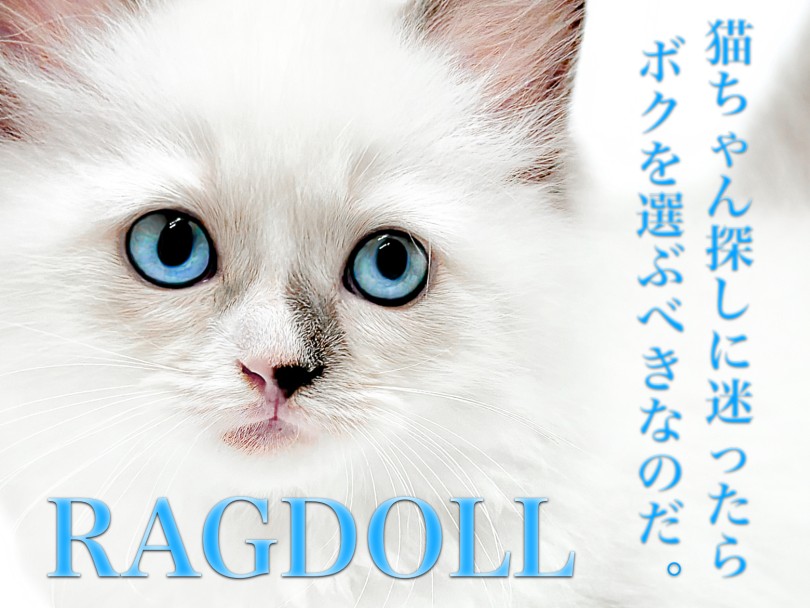 【 ラグドール 】猫初心者にオススメ！ブルーポイントバイカラーの男の子！