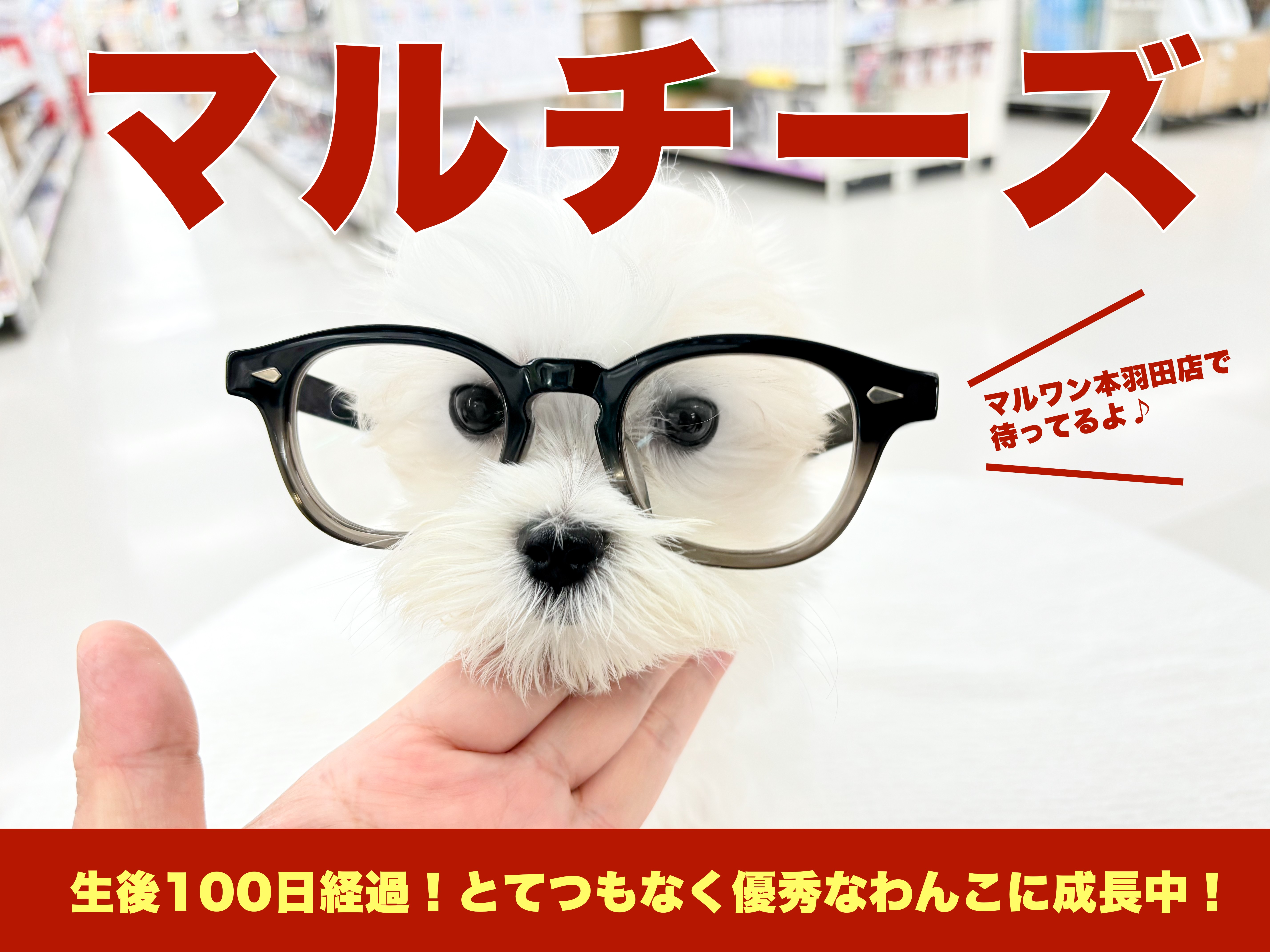 マルチーズ 】驚異的にお手入れの才能が開花！マルプーカラーが特徴的