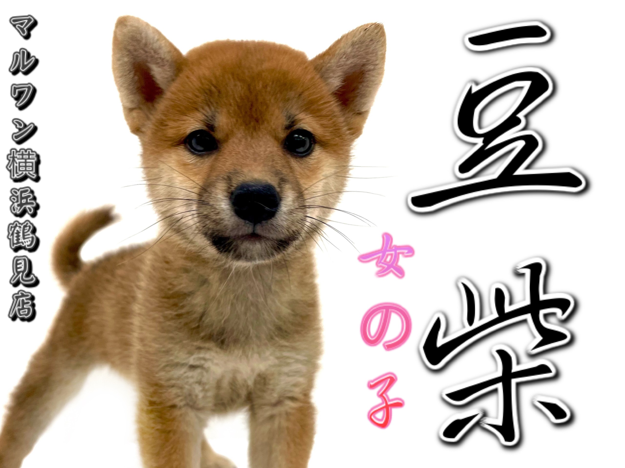 18a9872575d010c48f03ef6509387e