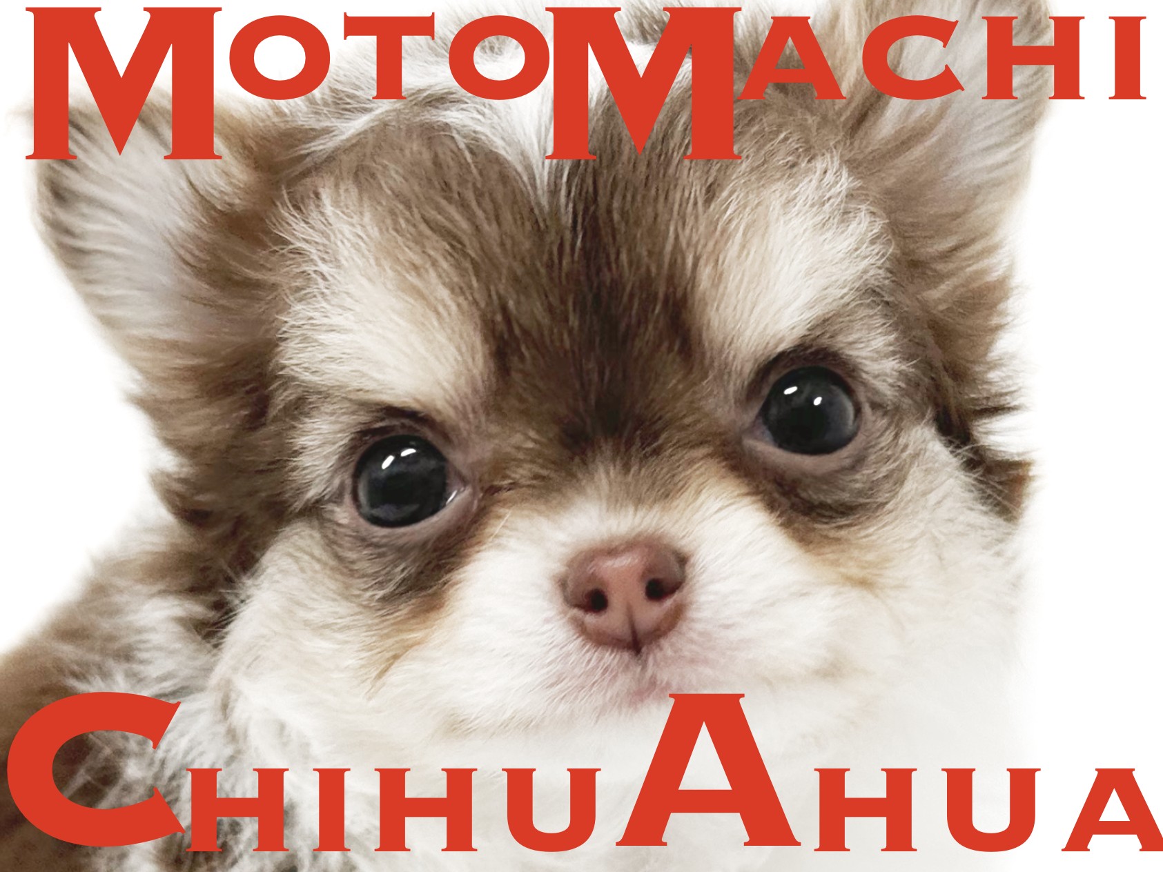 チワワ チワワロング♀2512D1164 - YouTube