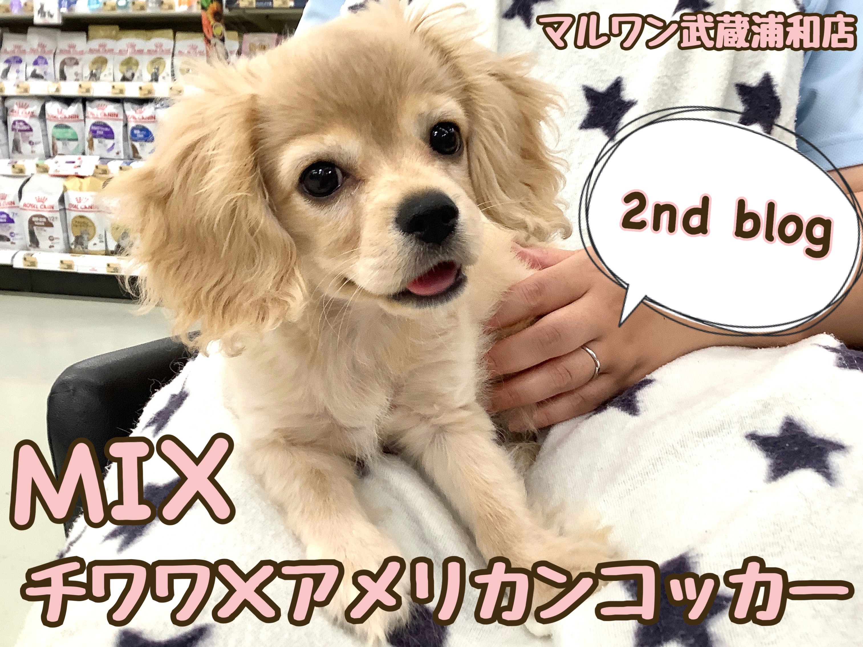 チワワ×アメリカンコッカー 】生後3ヶ月で1.9kg!激レアMIXの チワワ×アメリカンコッカー 】生後3ヶ月で1.9kg!激レアMIXの
