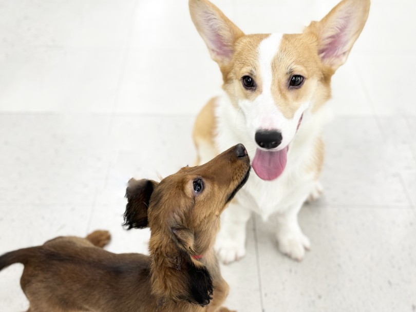 ワンちゃん同士で学び学習していくことで社交性を身につけています | ウェルシュコーギーペンブローク （05-92） - 本羽田店