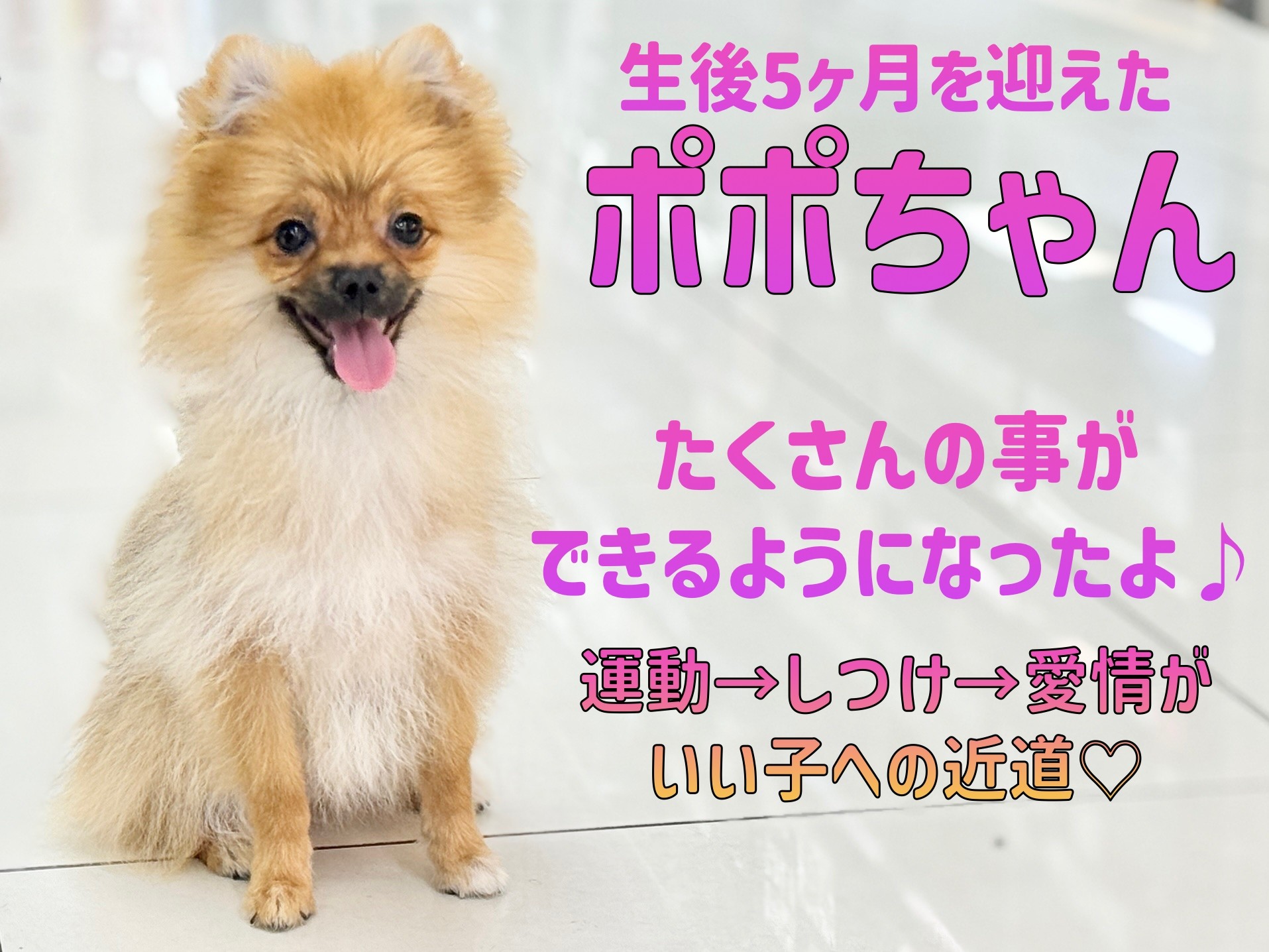 オーダー受付　ポメラニアン　ご予約ページ　5/17 ポメラニアン 】トレーニングは順番が大事！5ヶ月を迎えた小柄なレディ