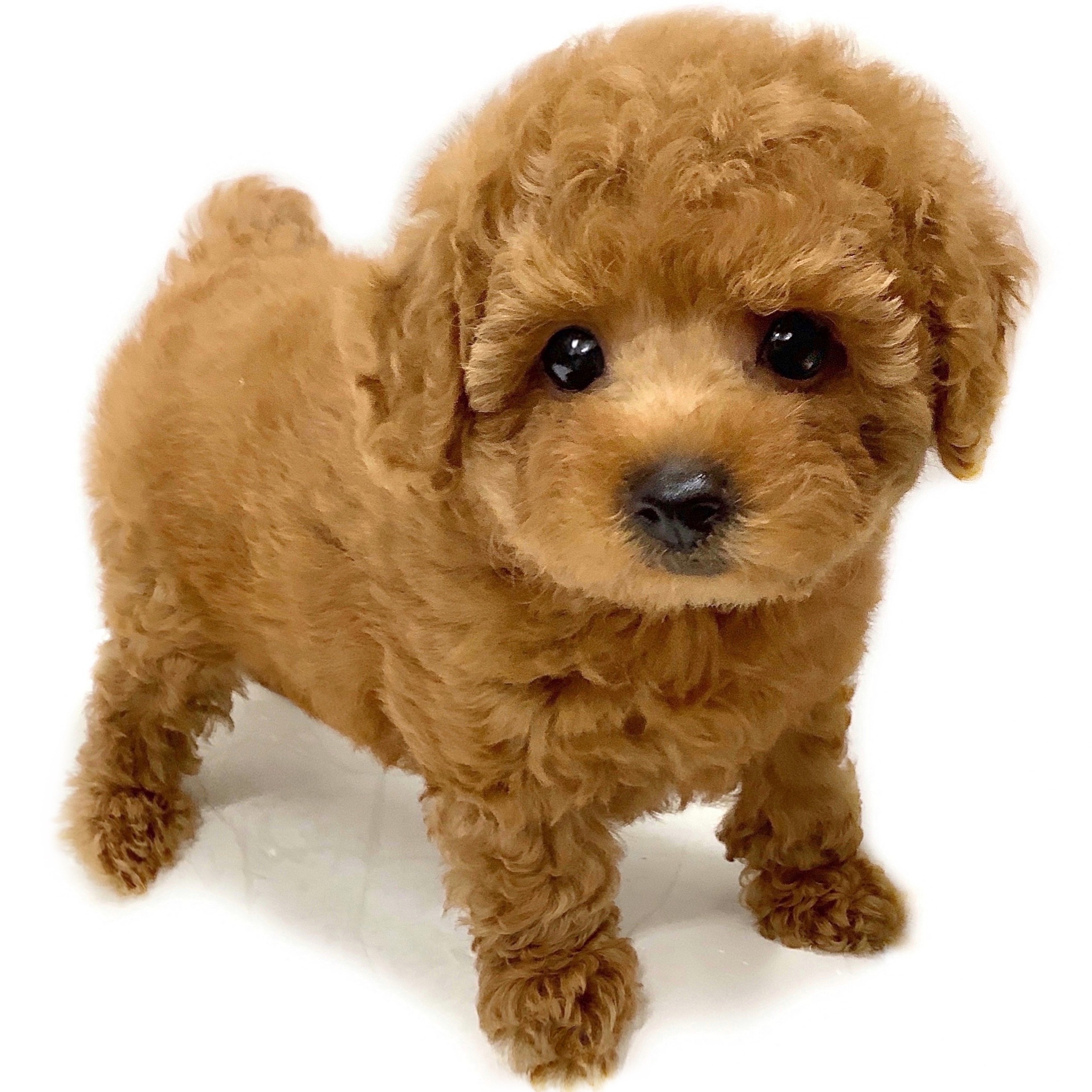 リクエストトイプードル作品 20200306050615.jpg