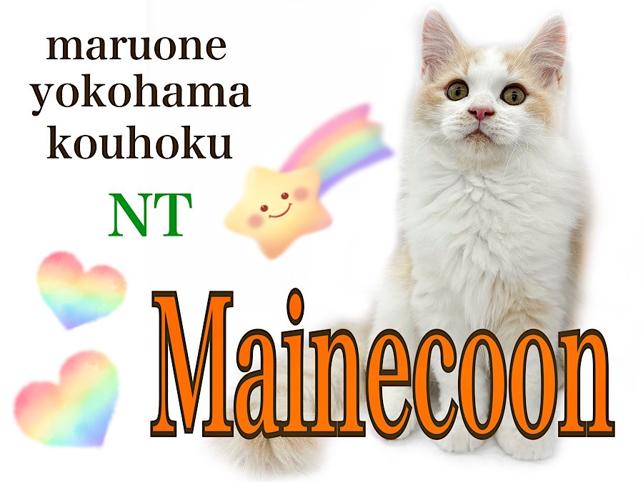 スワロフスキー メインクーン 5135919 猫 Amazon.com: Swarovski Maine Coon Cat Figurine (5135919) : Home