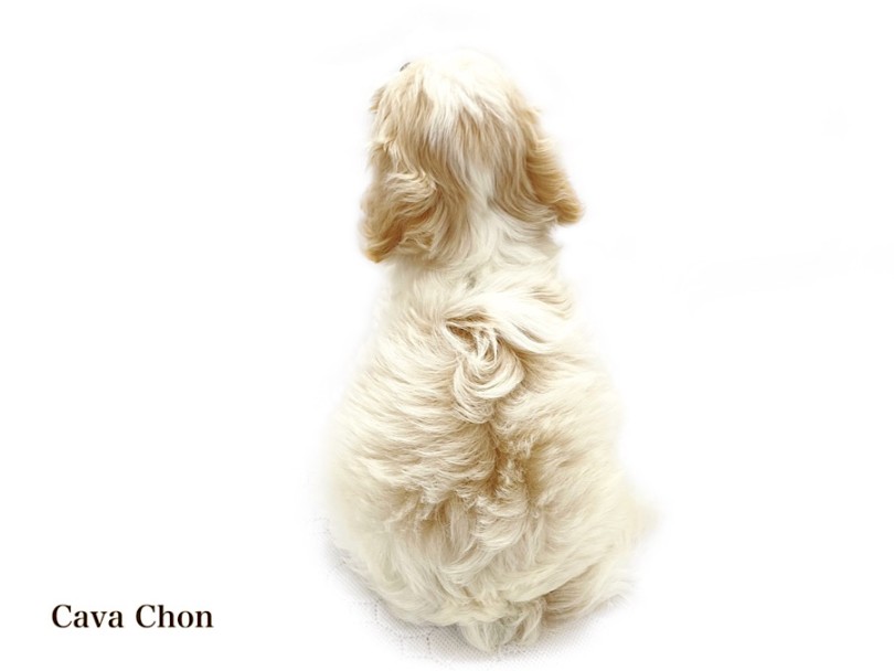 ホワイトカラーから覗くミルキーブラウン | MIX犬 キャバション （03-129） - 横浜 港北ニュータウン店