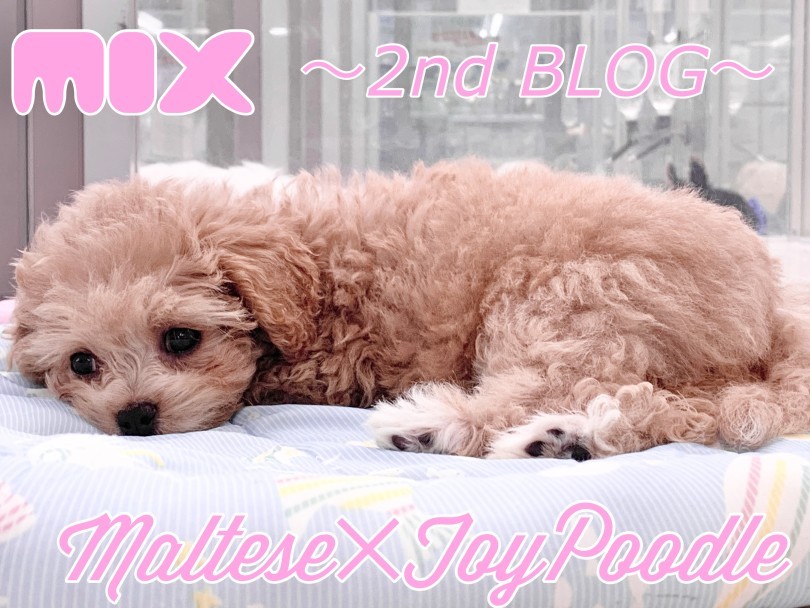 MIX マルプー 】驚愕のお利口さんぶりを発揮する生後95日の成長記録