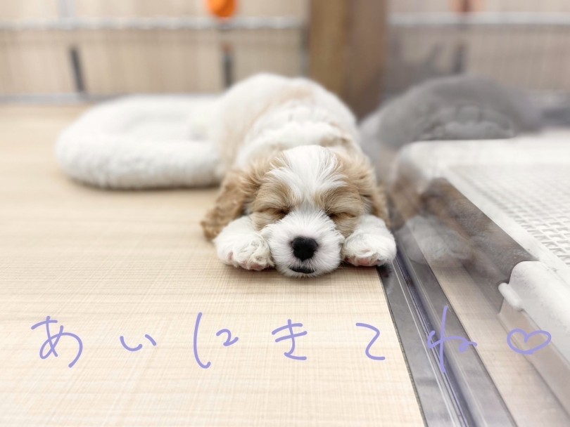 ご家族が決まる前に会いにきてくださいね♡ | MIX犬 キャバション （14-116） - 城山店