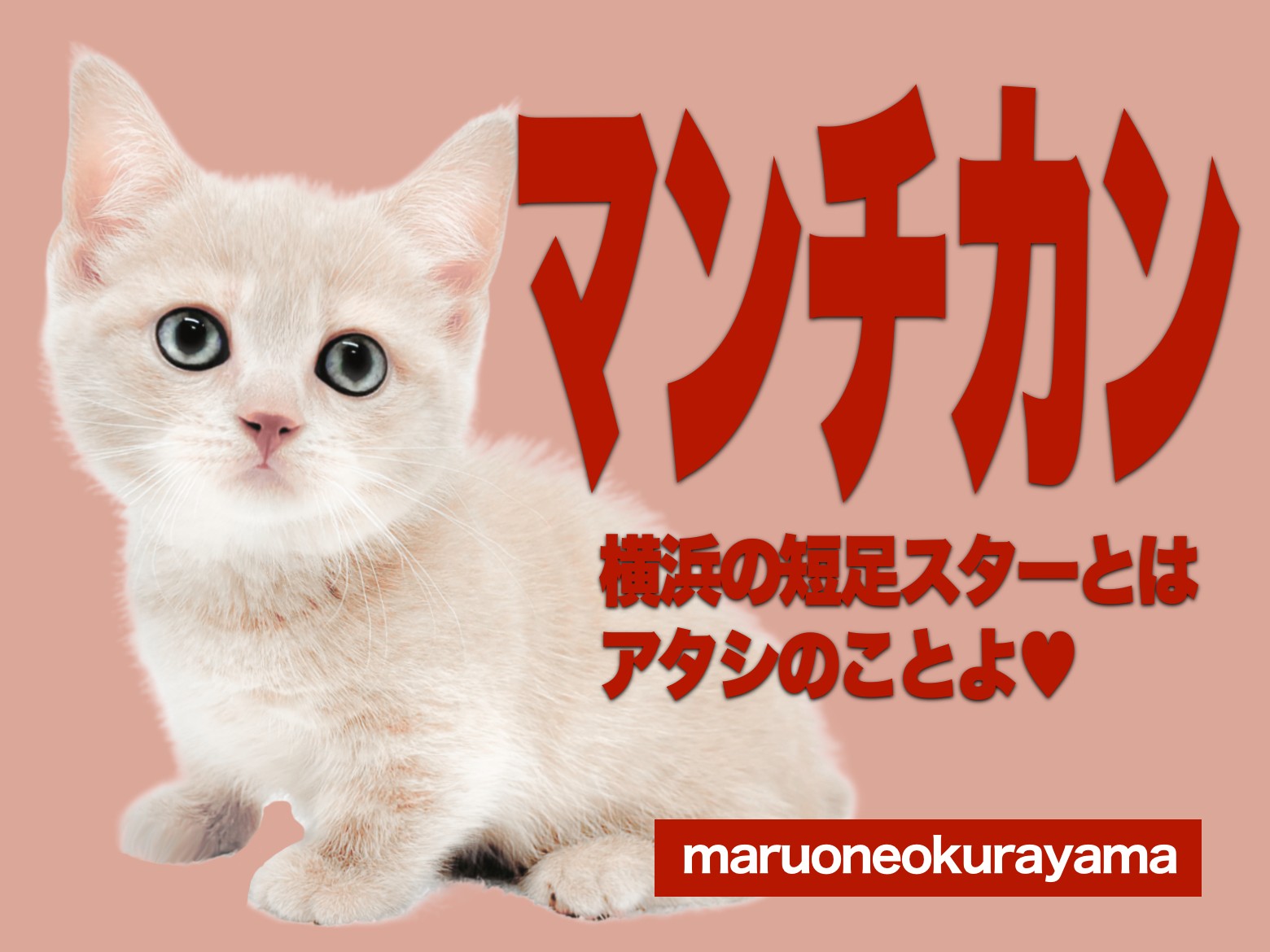 スペイン発送 MANGO ダイカット子猫靴 選べるカラー 今季新作 マンチカン 】横浜の短足スター誕生！クリームカラーの女の子を