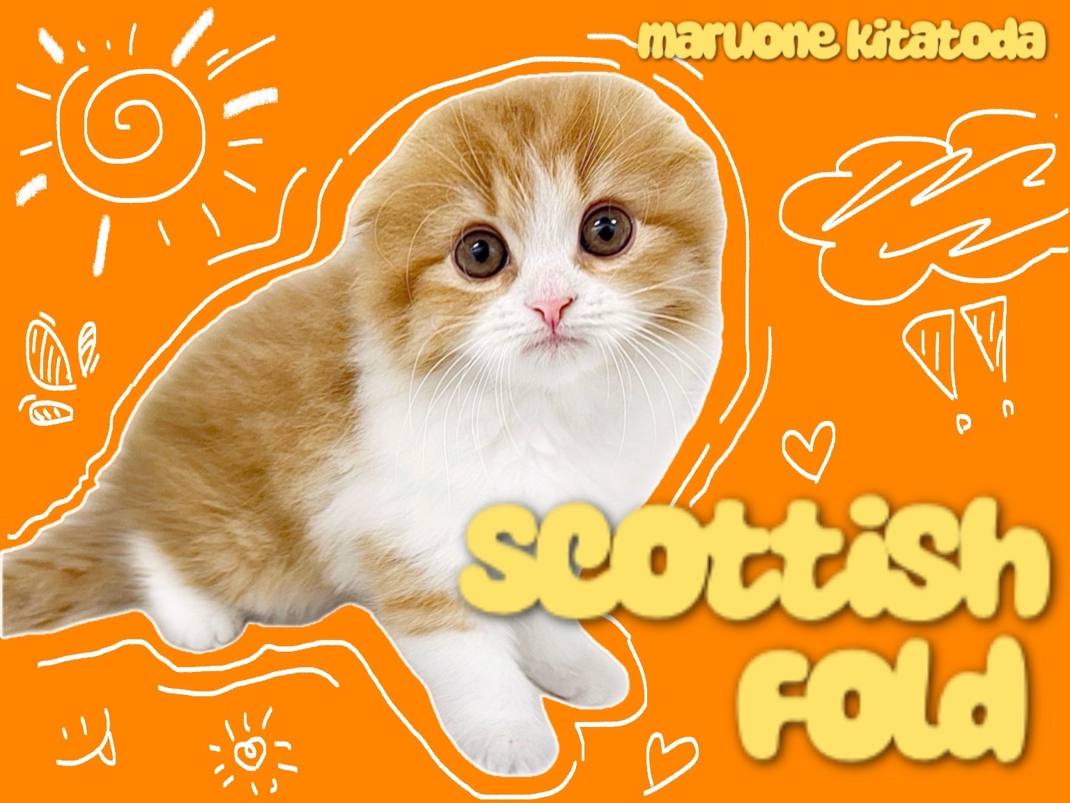 スコティッシュフォールド 】警戒心ゼロ！丸顔＆垂れ耳の神がかった