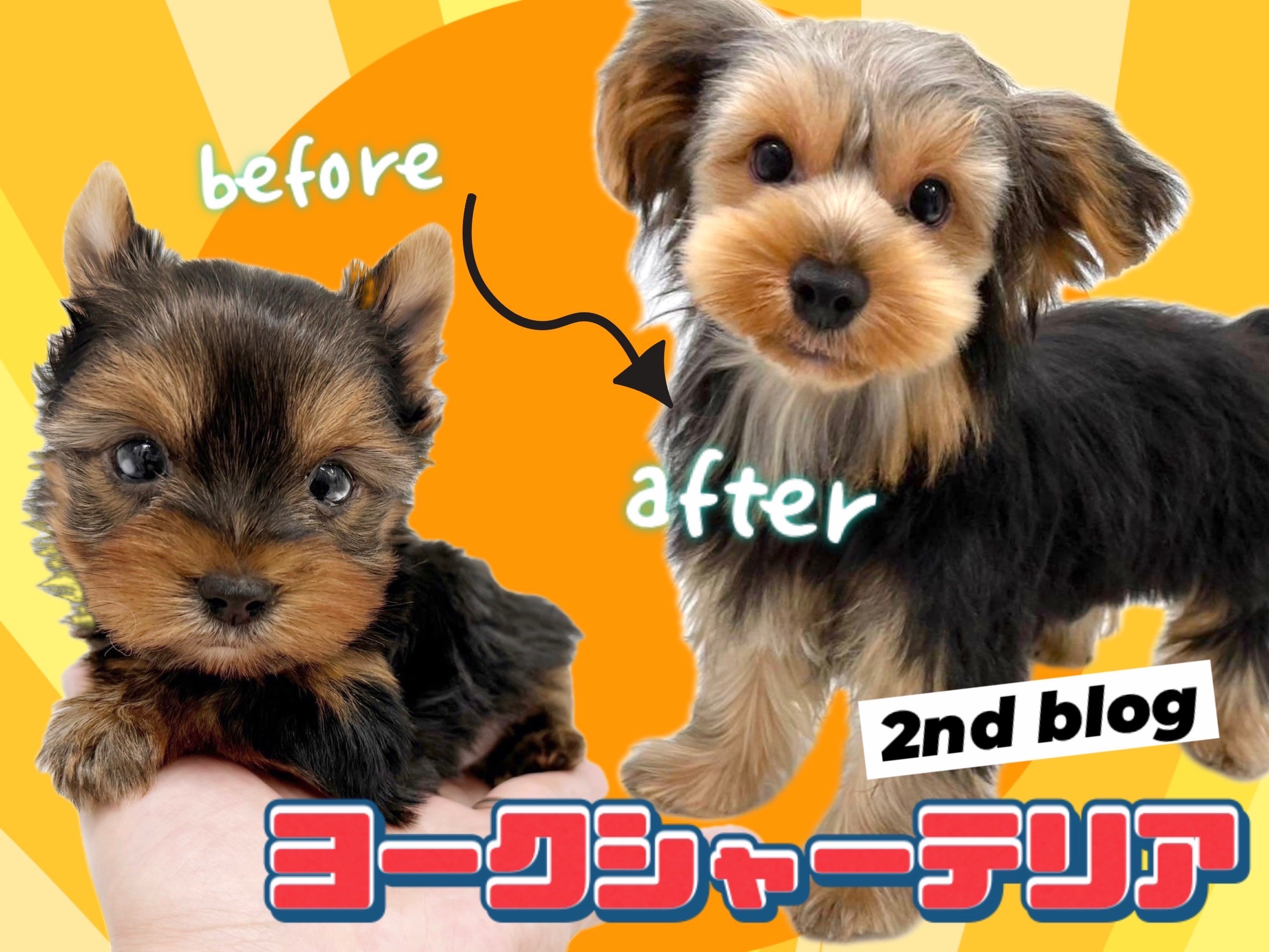 ヨークシャーテリア 】県内No.1の可愛さを持つヨーキーちゃんの成長