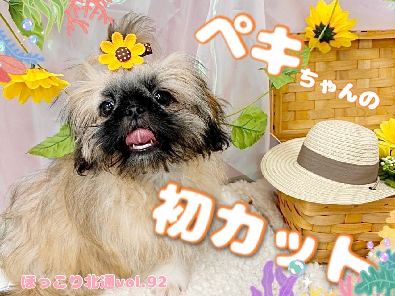 牛頭丸　ペキニーズ ペキニーズ 】ぺちゃんこフェイスのおっとりベイビー！リアルお