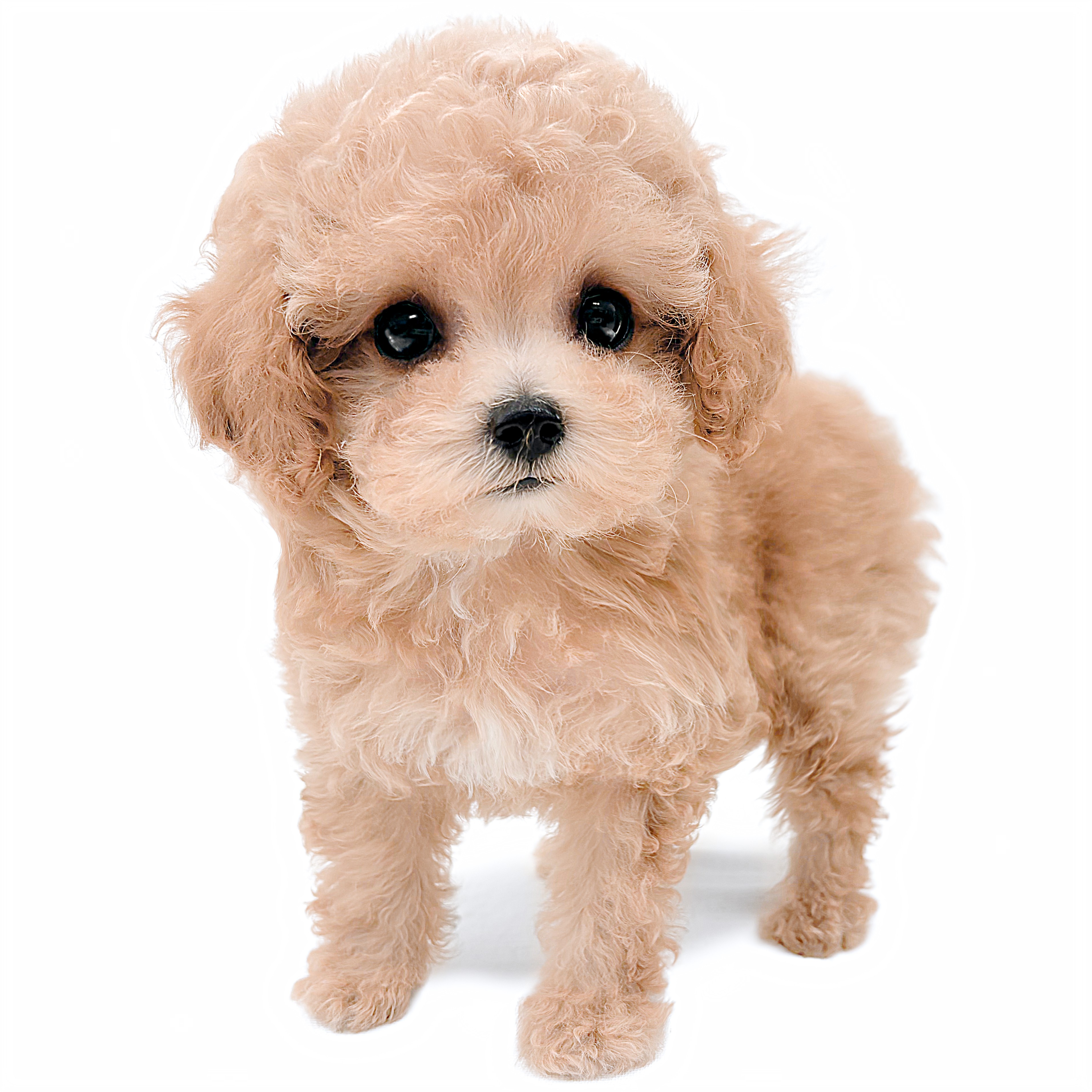 Syun様専用ページ シュン様お取り置き専用ページ】 お客様専用