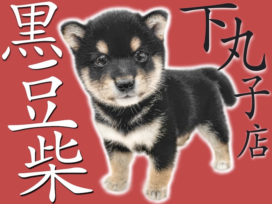 豆柴 準備中 hq720.jpg?sqp=-