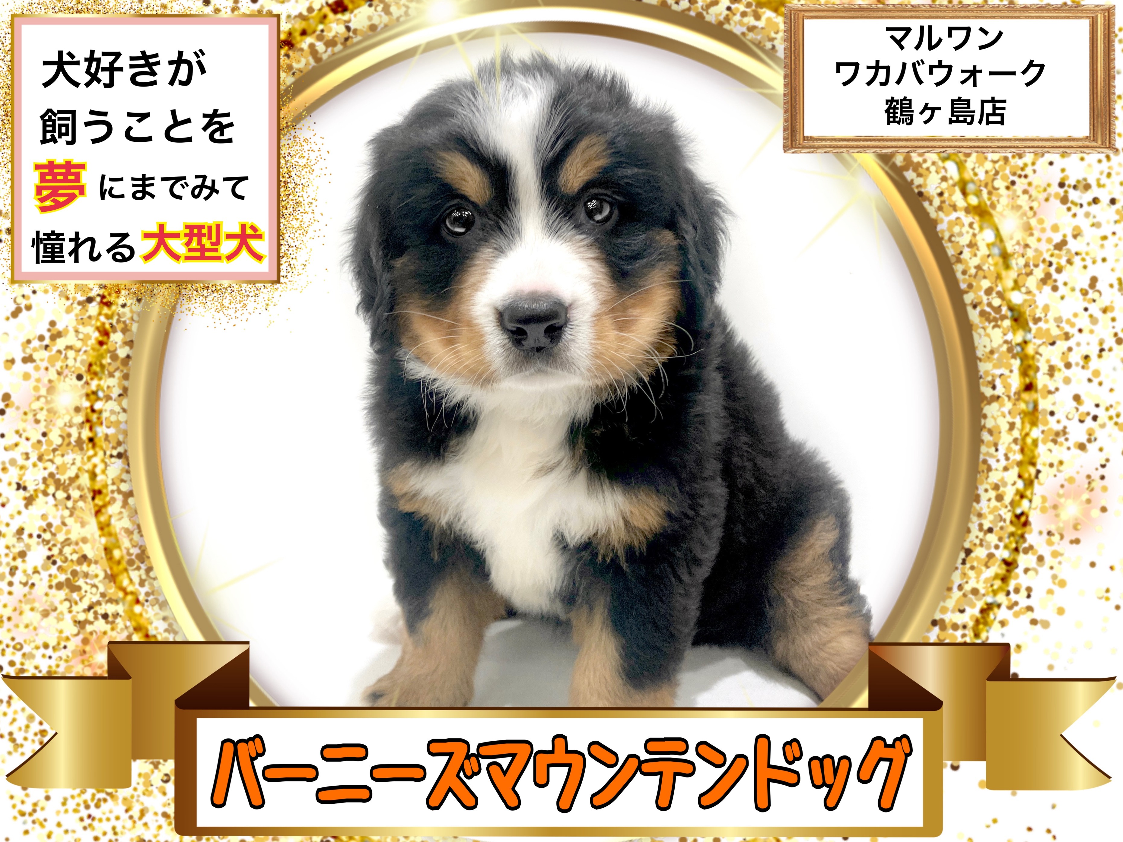 バーニーズマウンテンドッグ 】誰しもが憧れる夢の大型犬バーニーズ