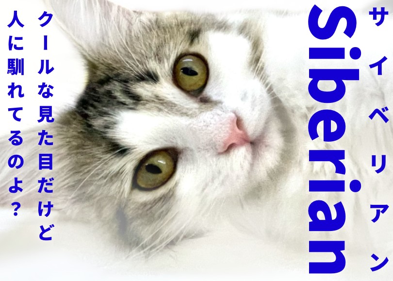 左向きの猫 ① サイベリアン 】驚異的な抱っこ猫に成長！お手入れ上手な女の子