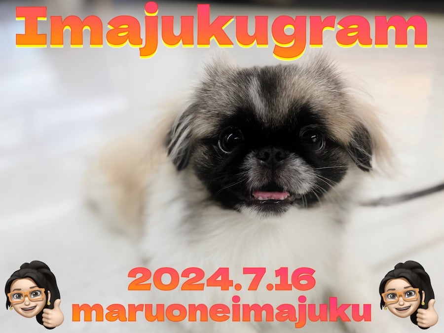 牛頭丸　ペキニーズ c795bb72859ae5865f69ffce836f8d